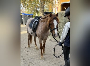 Otras razas, Caballo castrado, 5 años, 120 cm, Alazán