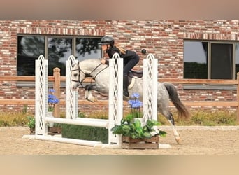 Otras razas, Caballo castrado, 5 años, 125 cm, Tordo