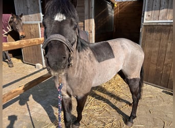 Otras razas, Caballo castrado, 5 años, 127 cm, Negro