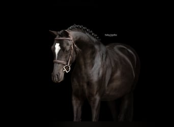 Otras razas, Caballo castrado, 5 años, 136 cm