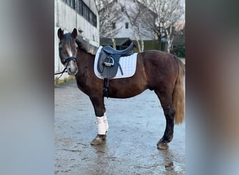 Otras razas, Caballo castrado, 5 años, 140 cm, Musgo