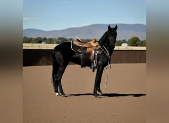 Otras razas, Caballo castrado, 5 años, 142 cm, Negro