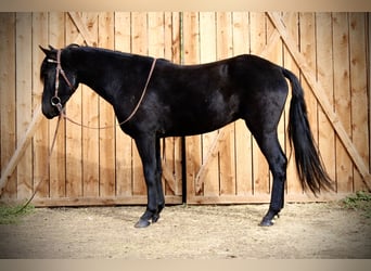 Otras razas, Caballo castrado, 5 años, 142 cm, Negro