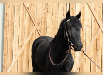 Otras razas, Caballo castrado, 5 años, 142 cm, Negro