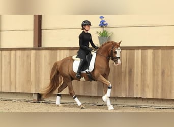 Otras razas, Caballo castrado, 5 años, 146 cm, Alazán