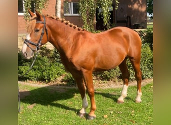Otras razas, Caballo castrado, 5 años, 146 cm, Alazán