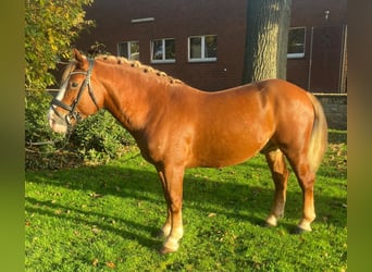 Otras razas, Caballo castrado, 5 años, 146 cm, Alazán