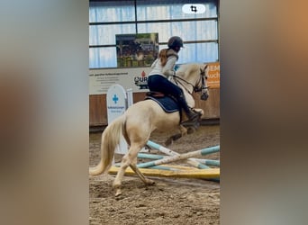 Otras razas, Caballo castrado, 5 años, 146 cm, Cremello