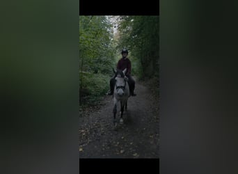 Otras razas, Caballo castrado, 5 años, 146 cm, Tordo