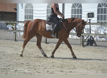 Otras razas, Caballo castrado, 5 años, 147 cm, Alazán