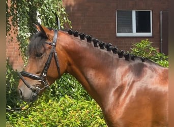 Otras razas, Caballo castrado, 5 años, 147 cm, Castaño