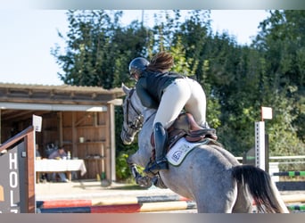 Otras razas, Caballo castrado, 5 años, 148 cm, Musgo marrón