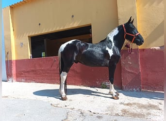 Otras razas, Caballo castrado, 5 años, 148 cm, Pío