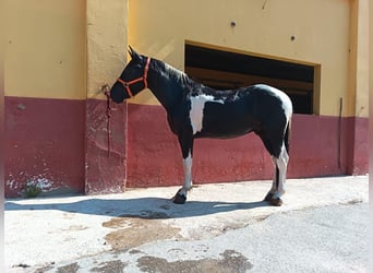 Otras razas, Caballo castrado, 5 años, 148 cm, Pío