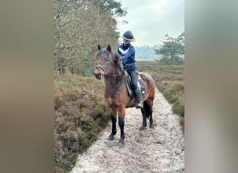 Otras razas, Caballo castrado, 5 años, 150 cm, Castaño