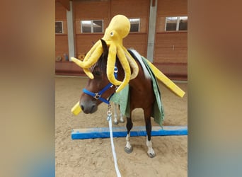 Otras razas, Caballo castrado, 5 años, 150 cm, Pío