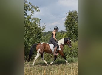 Otras razas, Caballo castrado, 5 años, 150 cm, Pío