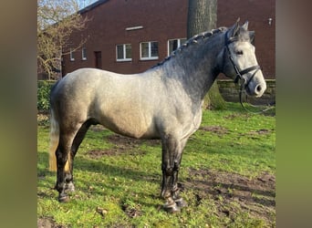 Otras razas, Caballo castrado, 5 años, 152 cm, Tordo