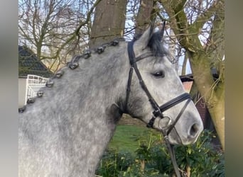 Otras razas, Caballo castrado, 5 años, 152 cm, Tordo