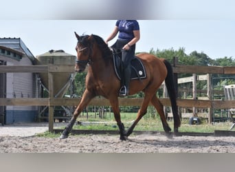 Otras razas, Caballo castrado, 5 años, 155 cm, Castaño