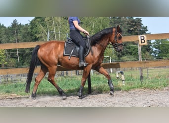 Otras razas, Caballo castrado, 5 años, 155 cm, Castaño