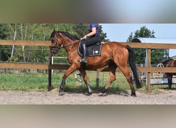 Otras razas, Caballo castrado, 5 años, 155 cm, Castaño