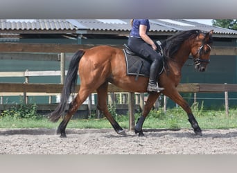 Otras razas, Caballo castrado, 5 años, 155 cm, Castaño
