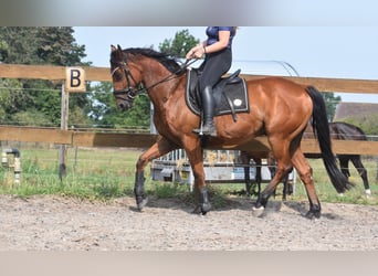 Otras razas, Caballo castrado, 5 años, 155 cm, Castaño