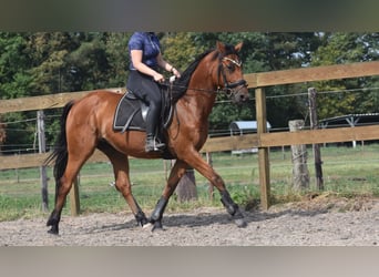 Otras razas, Caballo castrado, 5 años, 155 cm, Castaño