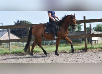 Otras razas, Caballo castrado, 5 años, 155 cm, Castaño