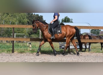 Otras razas, Caballo castrado, 5 años, 155 cm, Castaño