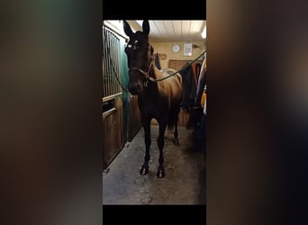 Otras razas, Caballo castrado, 5 años, 155 cm, Negro