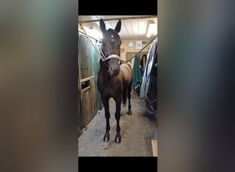 Otras razas, Caballo castrado, 5 años, 155 cm, Negro