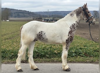 Otras razas Mestizo, Caballo castrado, 5 años, 155 cm, Pío