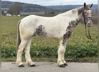 Otras razas Mestizo, Caballo castrado, 5 años, 155 cm, Pío