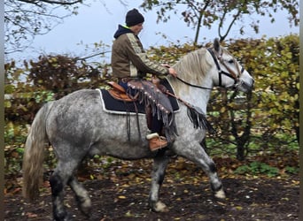 Otras razas, Caballo castrado, 5 años, 155 cm, Tordo rodado