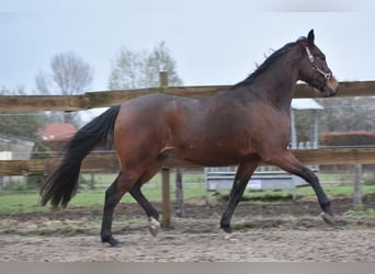 Otras razas, Caballo castrado, 5 años, 156 cm, Castaño