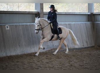 Otras razas, Caballo castrado, 5 años, 156 cm, Palomino