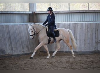 Otras razas, Caballo castrado, 5 años, 156 cm, Palomino