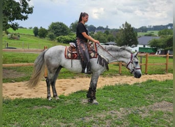 Otras razas, Caballo castrado, 5 años, 156 cm, Tordo