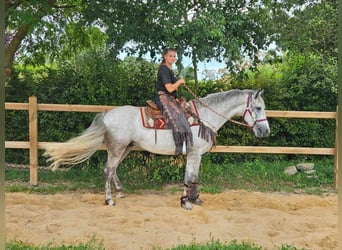 Otras razas, Caballo castrado, 5 años, 156 cm, Tordo