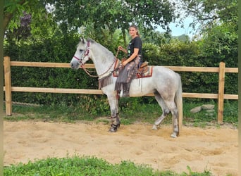 Otras razas, Caballo castrado, 5 años, 156 cm, Tordo