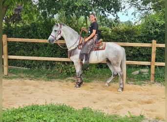 Otras razas, Caballo castrado, 5 años, 156 cm, Tordo