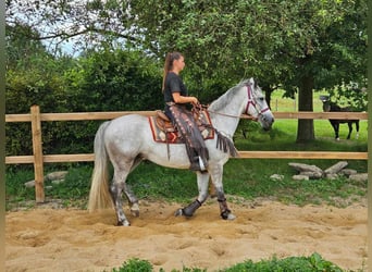 Otras razas, Caballo castrado, 5 años, 156 cm, Tordo