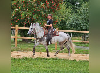 Otras razas, Caballo castrado, 5 años, 156 cm, Tordo