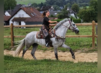 Otras razas, Caballo castrado, 5 años, 156 cm, Tordo