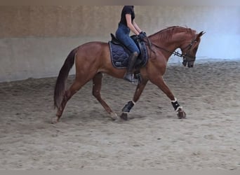 Otras razas, Caballo castrado, 5 años, 157 cm, Alazán