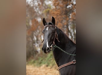 Otras razas, Caballo castrado, 5 años, 157 cm, Negro