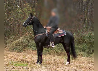 Otras razas, Caballo castrado, 5 años, 157 cm, Negro