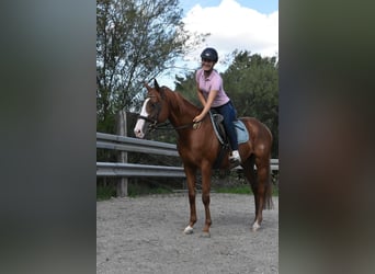 Otras razas, Caballo castrado, 5 años, 158 cm, Alazán